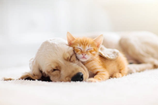 Hidden Gems Indie-Made Dog and Cat Supplies That Outshine the Ordinary